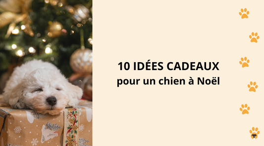 10 idées cadeaux de Noël pour un chien à Noël