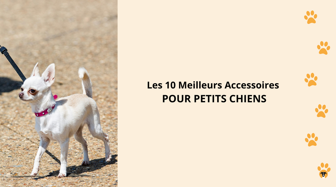 Les 10 Meilleurs Accessoires pour Petits Chiens qui Rendent la Vie Plus Douce