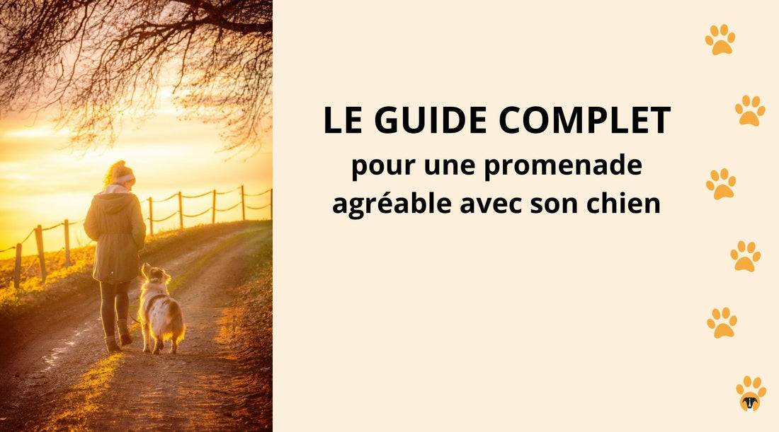 Le guide complet pour une promenade agréable avec son chien