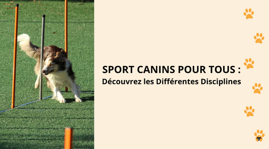 Sports Canins pour Tous : Découvrez les Différentes Disciplines