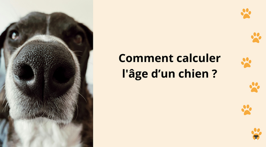 Comment calculer l'âge d’un chien ?