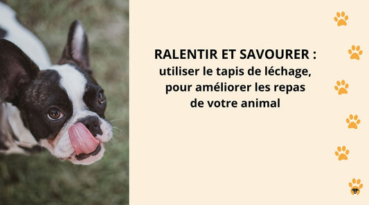 Ralentir et savourer : utiliser le tapis de léchage, LickiMat, pour améliorer les repas de votre animal