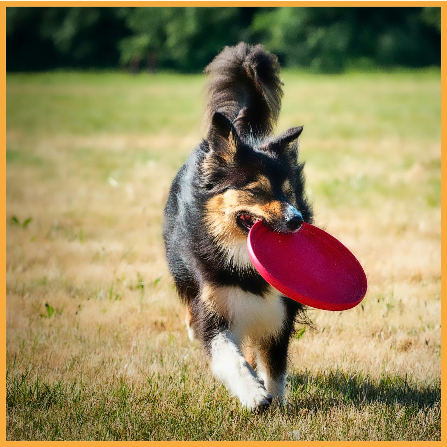 Jouets pour chien